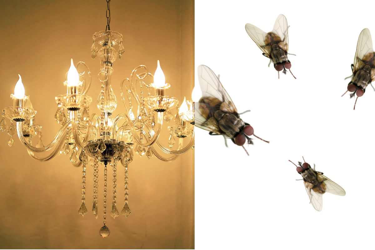 Mosche e lampadario