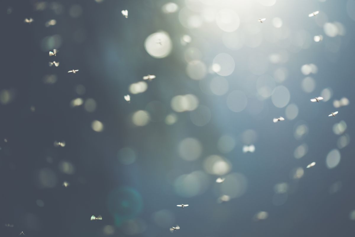 Mosche nella luce