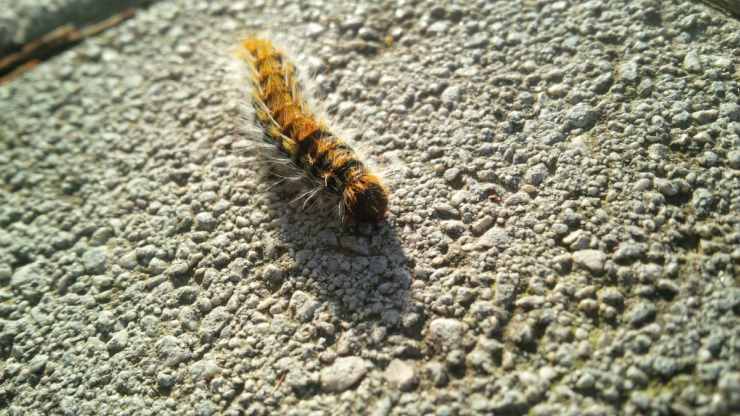 Insetti primaverili più comuni: processionaria