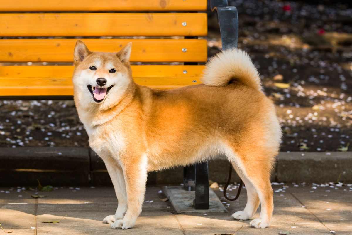 Shiba Inu
