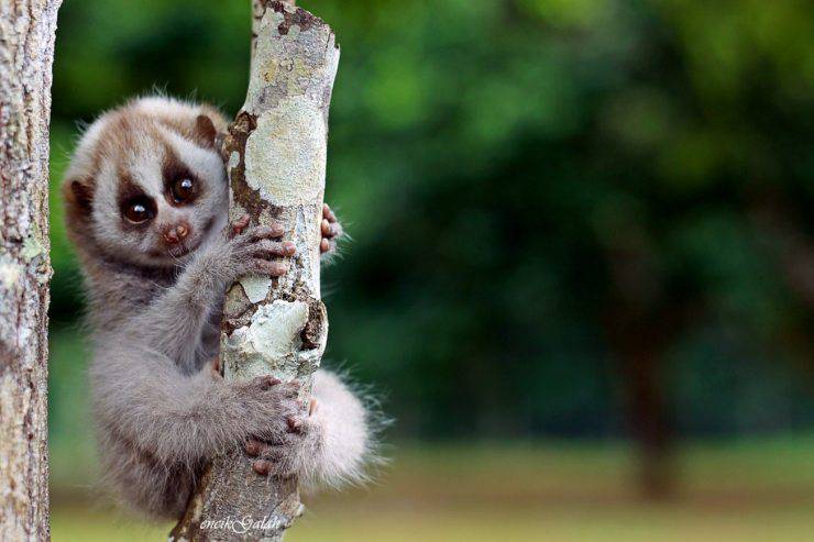animali mortali che sembrano innocui