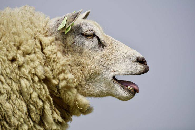 storie sulle pecore assurde