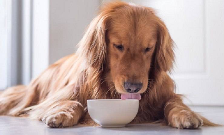 alghe integratori alimenti cani