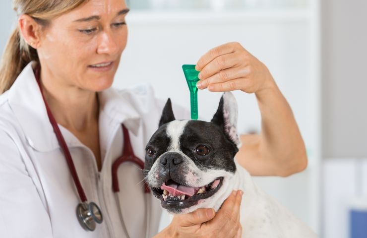 veterinario che mette l'antiparassitario su un cane