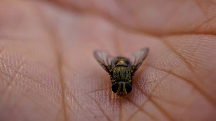 Mosca sul palmo della mano