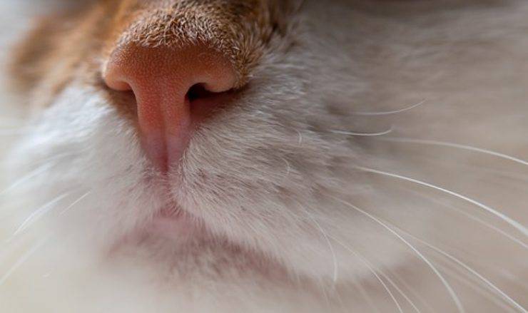 baffi gatto