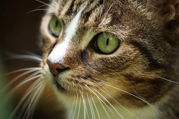 baffi gatto