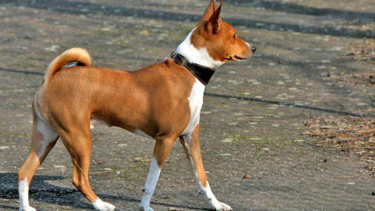 il cane basenji non abbaia cane non abbaia basenji