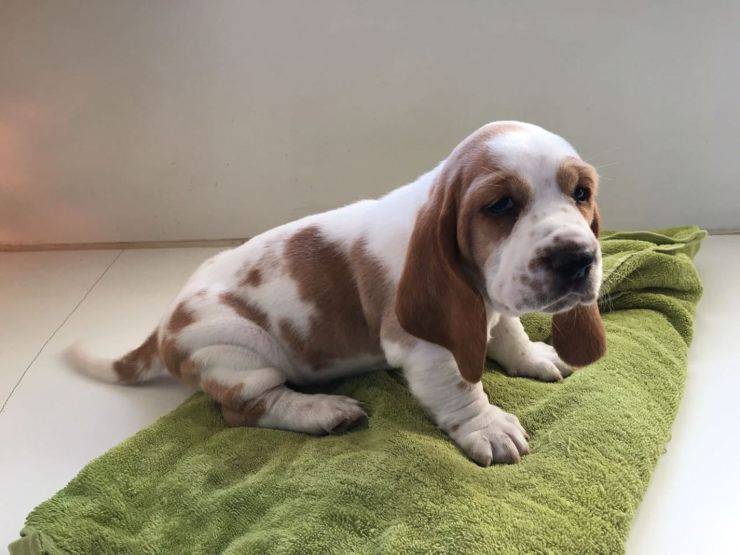 basset hound pinterest