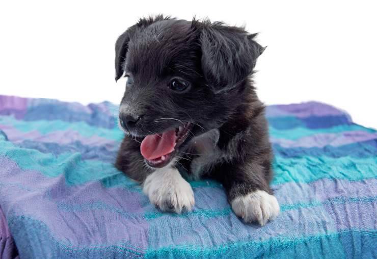 dimmi che cane ti piace e ti diro chi sei