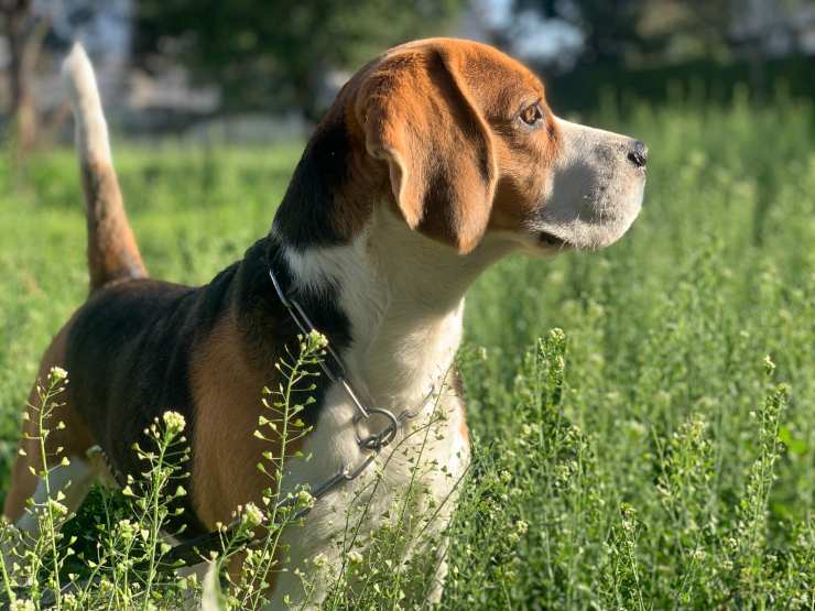 beagle olfatto potente