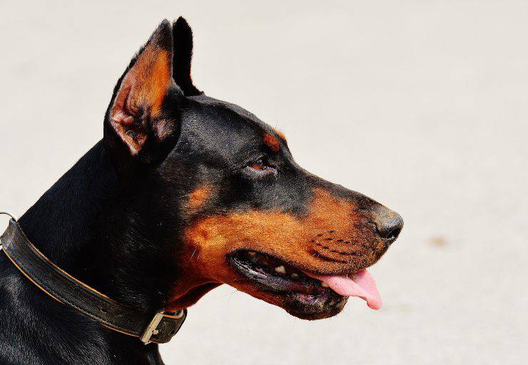 Razze canine più sensibili