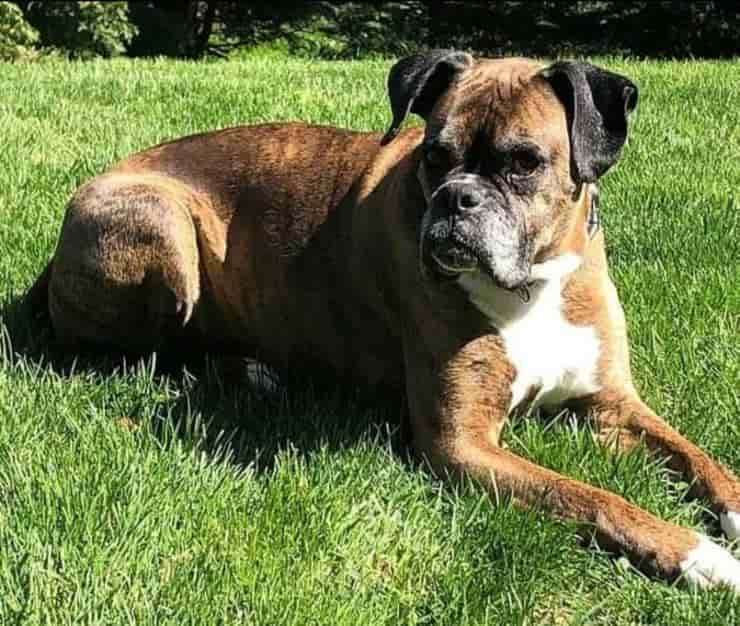 boxer porta vino