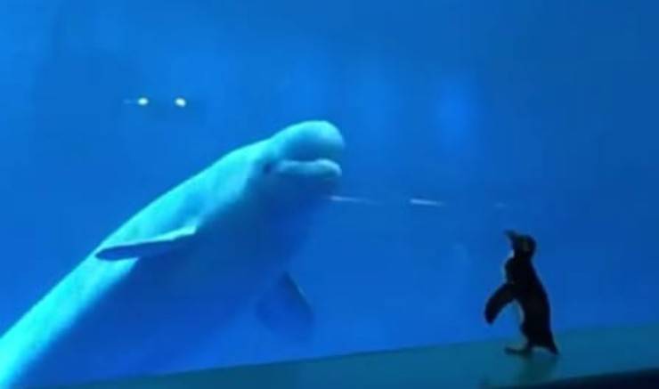 Una magica amicizia (Foto Video)