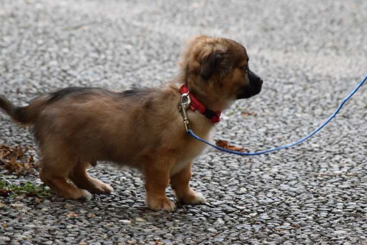 cane collare guinzaglio