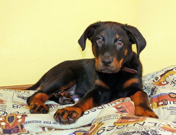 cane da pastore beauce cucciolo