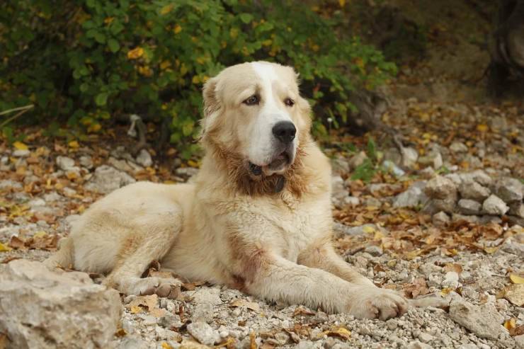 cane da pastore dell'asia centrale adulto