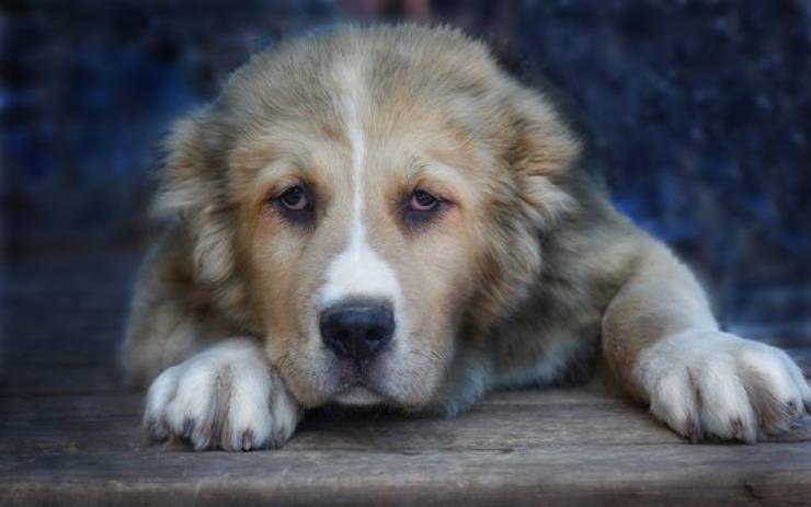 cane da pastore dell'asia centrale adulto