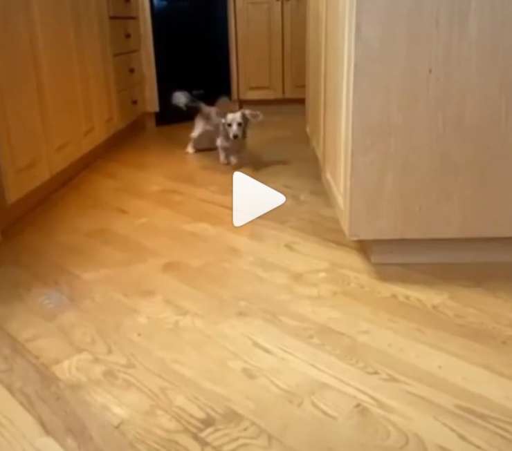 cane scappa inseguitori