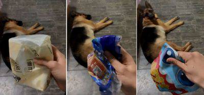 cane rumore snack