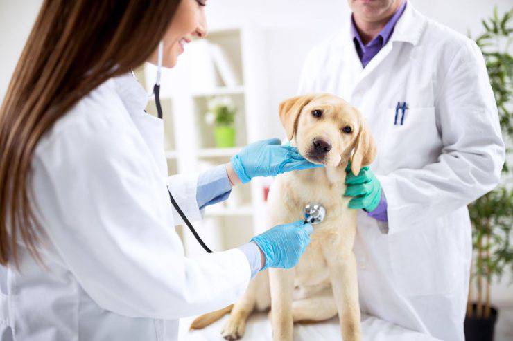 vaccinare animali coronavirus