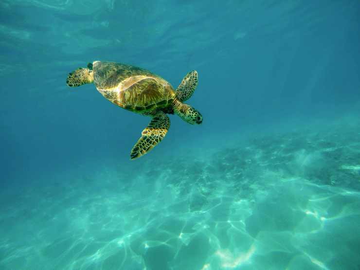tartaruga marina che nuota (Foto Pixabay)