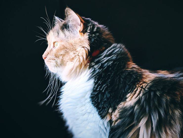 gatto chimera
