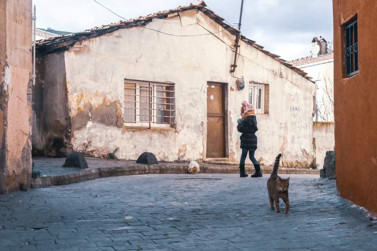 Gatto in semilibertà