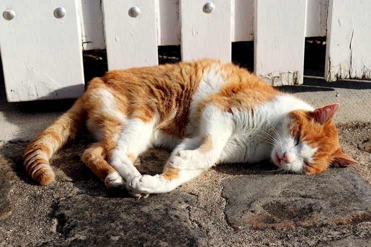 Gatto sdraiato