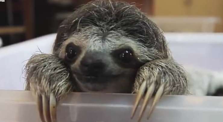 Bradipo credenze sugli animali