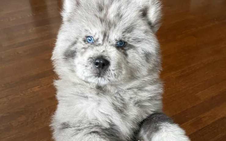 Il cucciolo "Nuvola Oreo" (Foto Instagram)