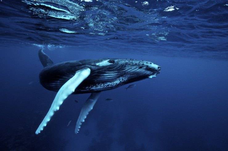 megattera megattere balena