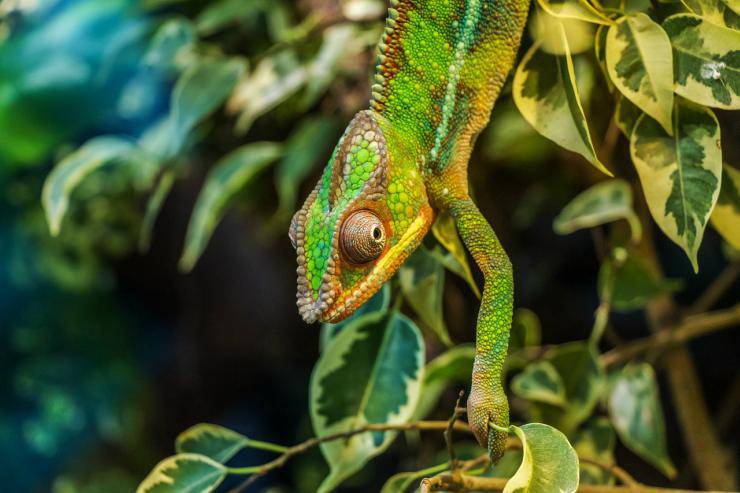 Il camaleonte cambia colore
