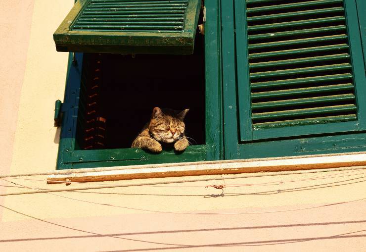 micio guarda fuori