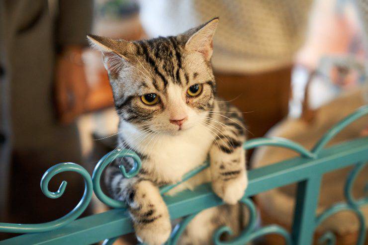gatto perfetto per te