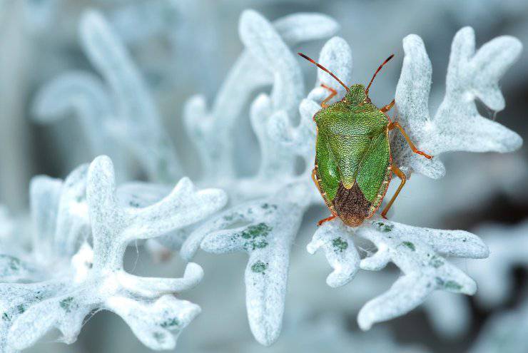cimice cimici