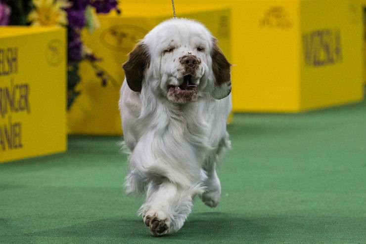 clumber spaniel adulto