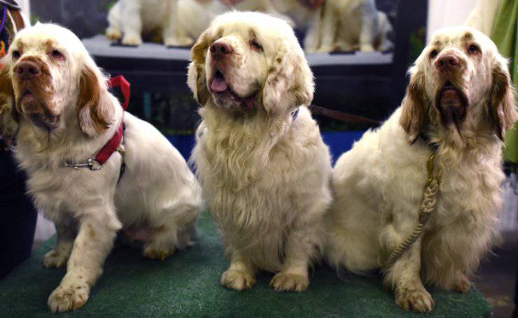 clumber spaniel cucciolo