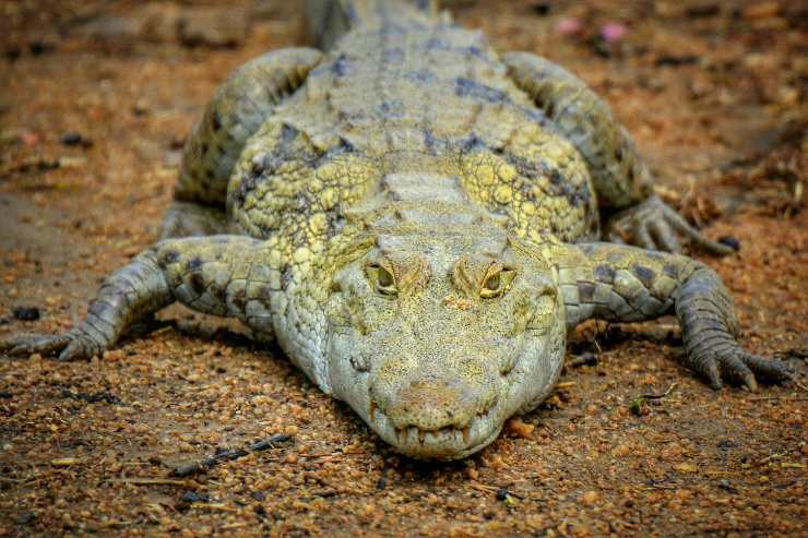 coccodrillo