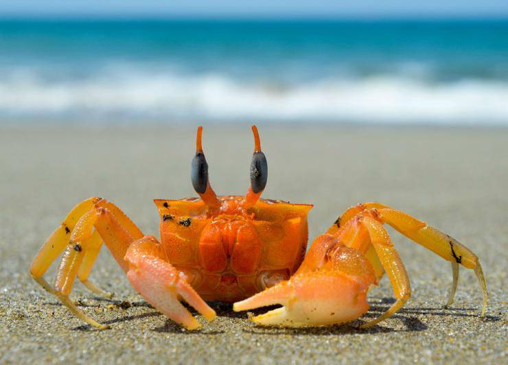 Granchio di mare