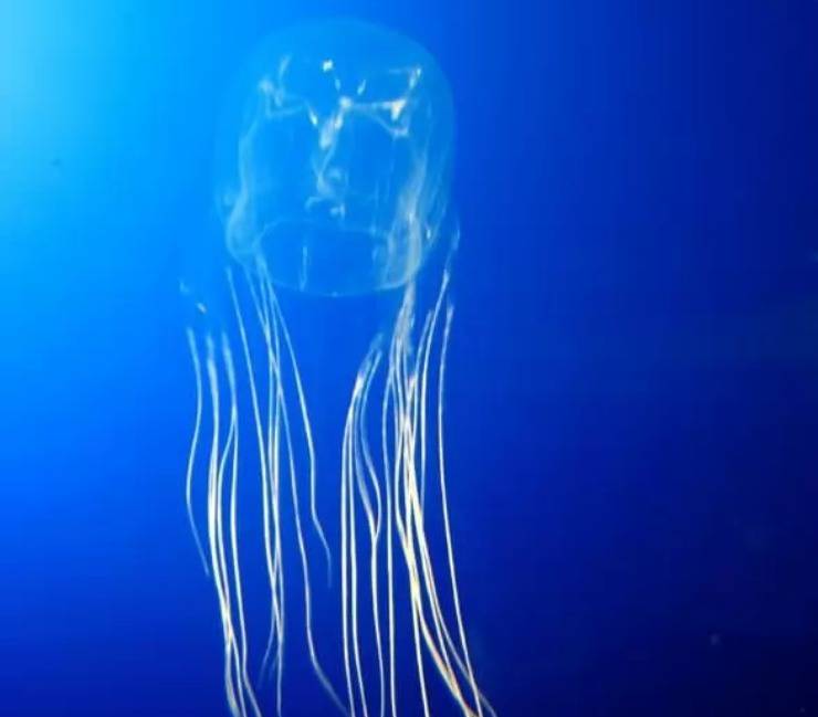 Cubozoo australiano medusa