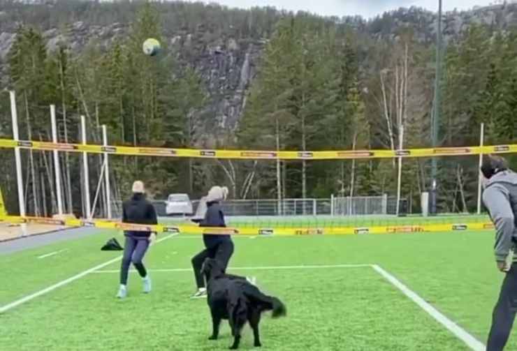 Il cane si prepara al lancio del pallone (Foto video)