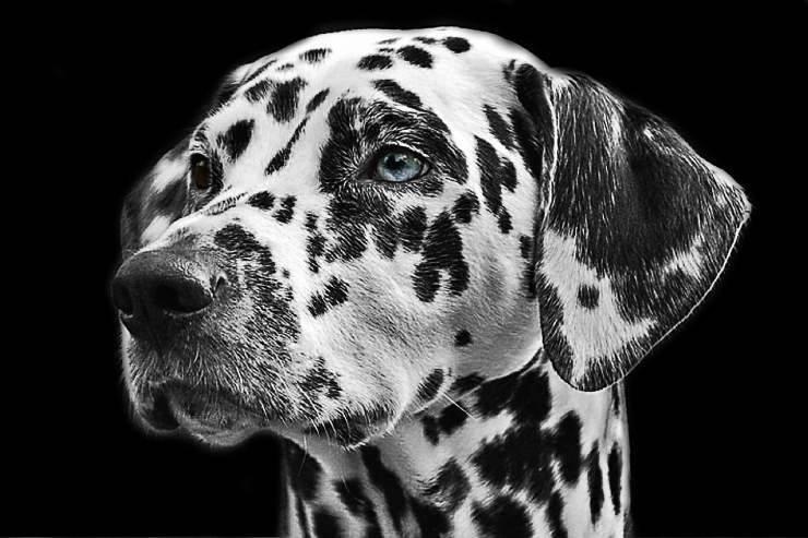 Dalmata