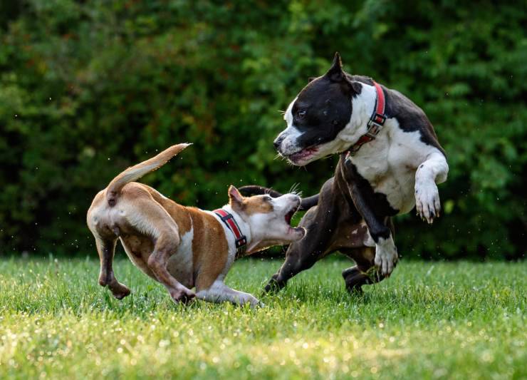 cane attaccato altro cane