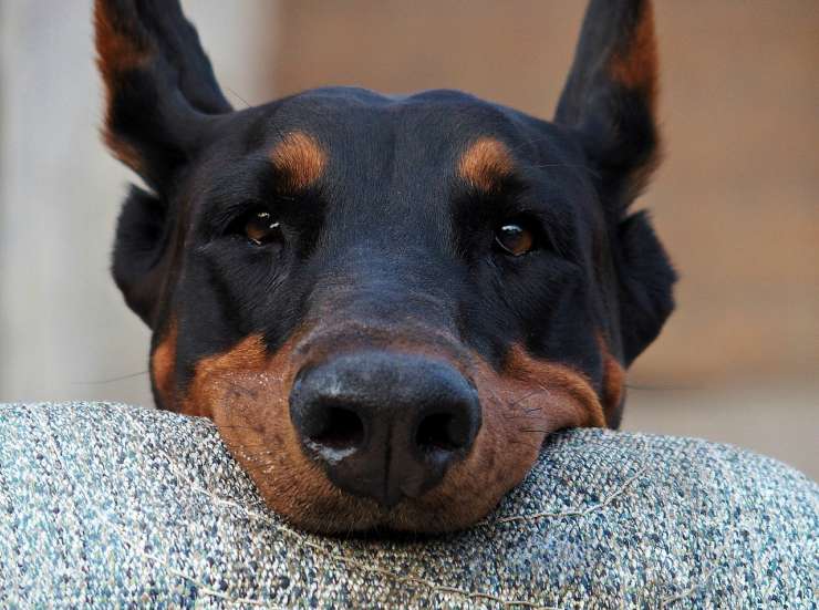 Dobermann