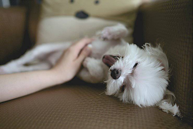 Il cane ha il naso caldo