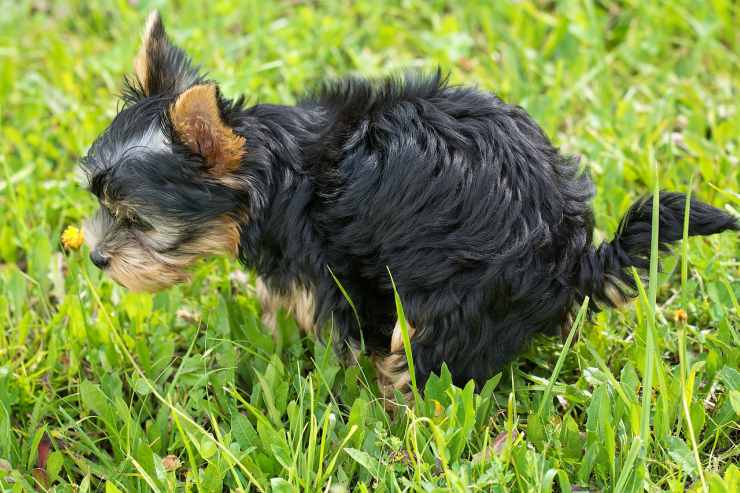 Cane fa cacca
