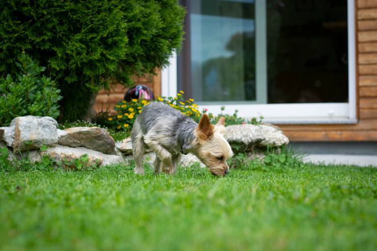 Cane fuori casa