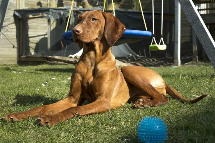 Giochi e passatempi per cani