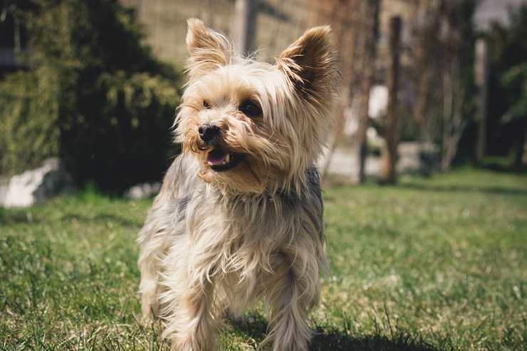 Cane Yorkshire in posa (Foto Pixabay)